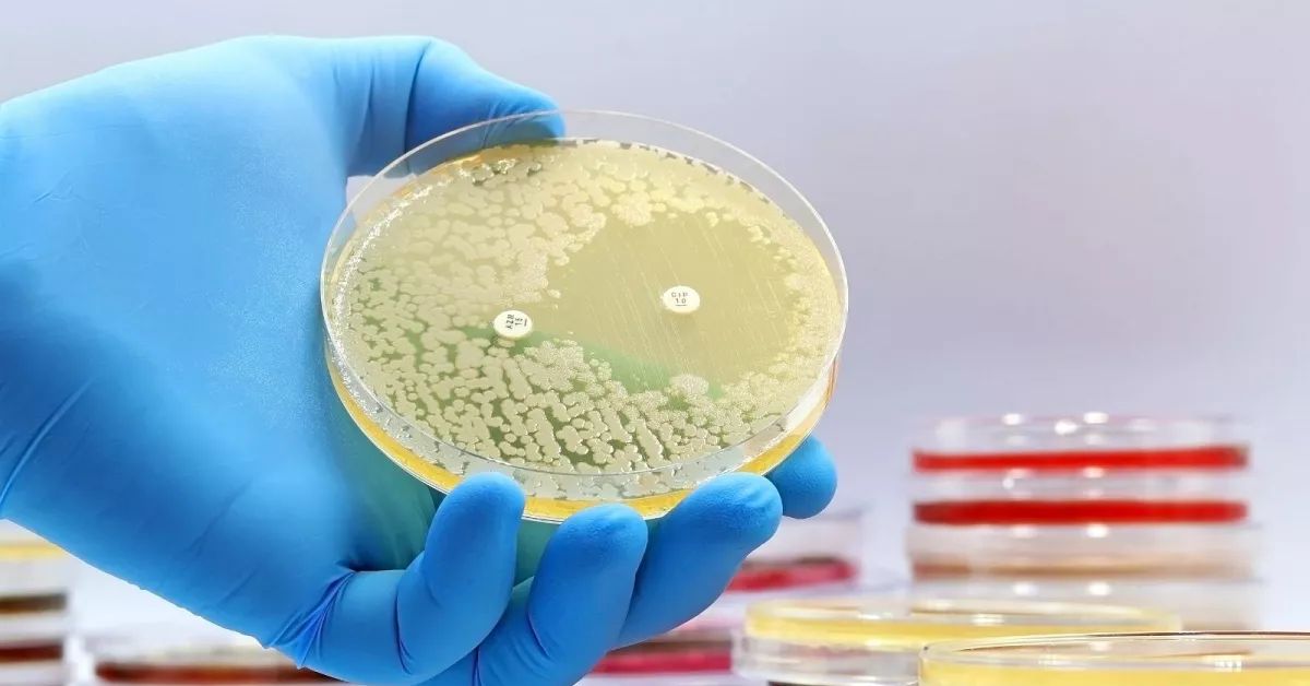 Scientists Discover the First New Antibiotics